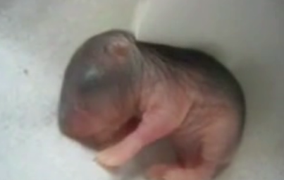 Baby Mocha Alert!